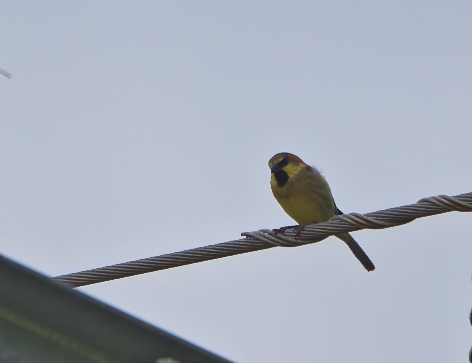 image Plain-backed Sparrow